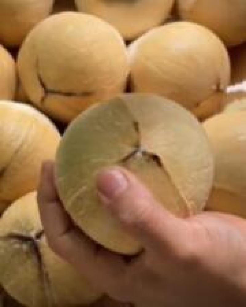 奶香椰皇长在树上的矿泉水
