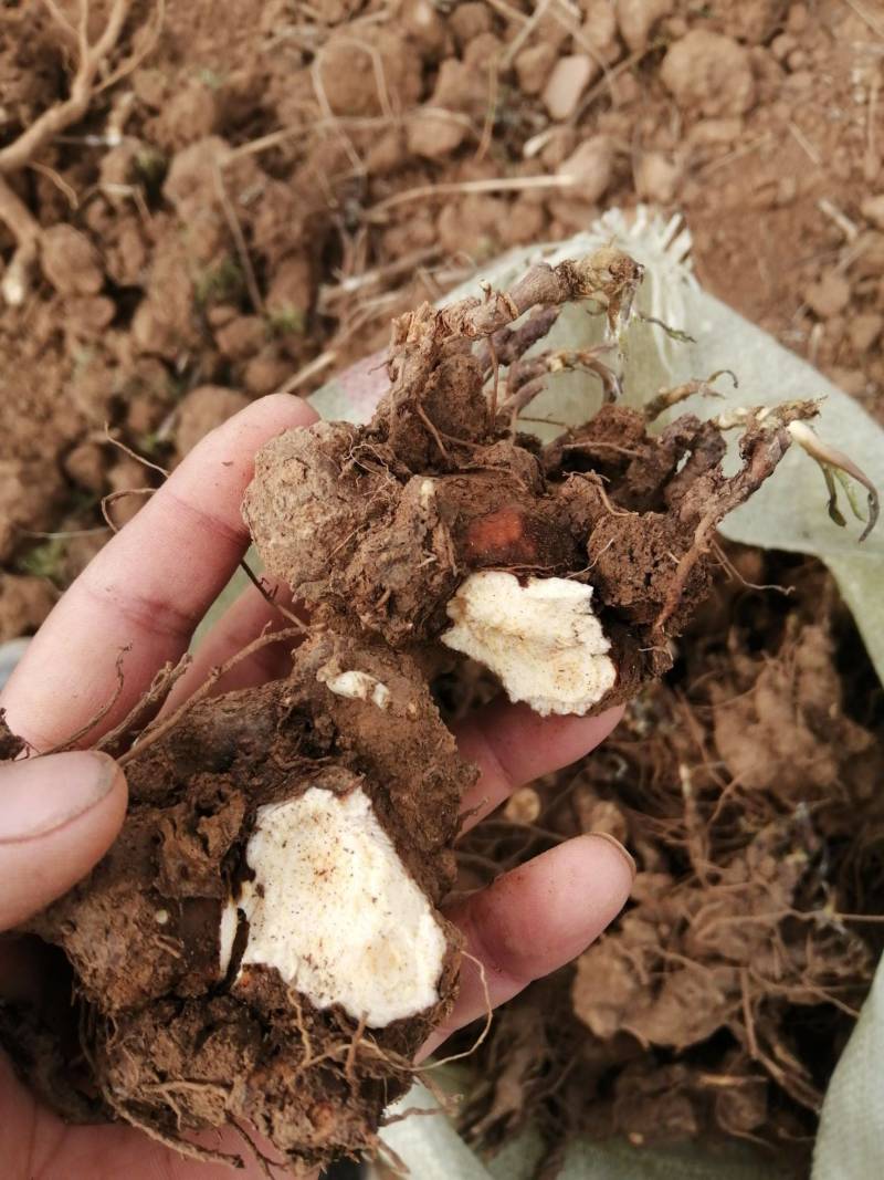 精品朱砂点苍术纯山货产地直销量大从优诚信保质
