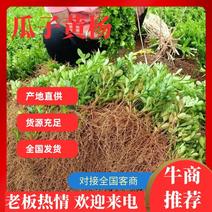 【基地直供】广西桂林万亩基地种植瓜子黄杨可视频欢迎