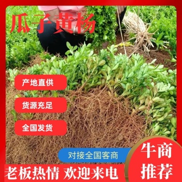 【基地直供】广西桂林万亩基地种植瓜子黄杨可视频看货欢迎联系