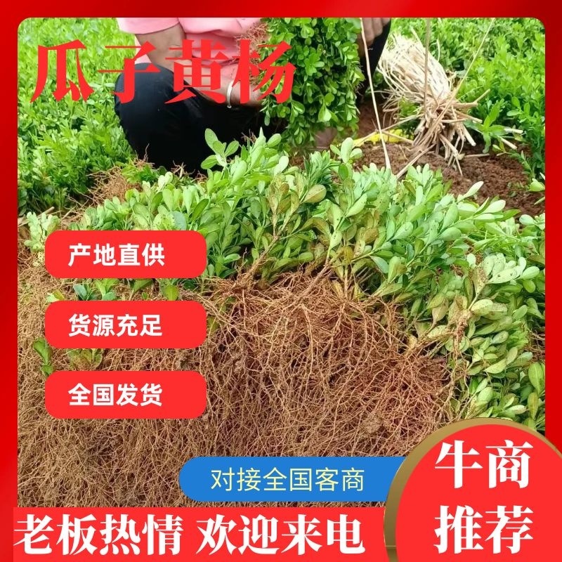 【基地直供】广西桂林万亩基地种植瓜子黄杨可视频看货欢迎联系