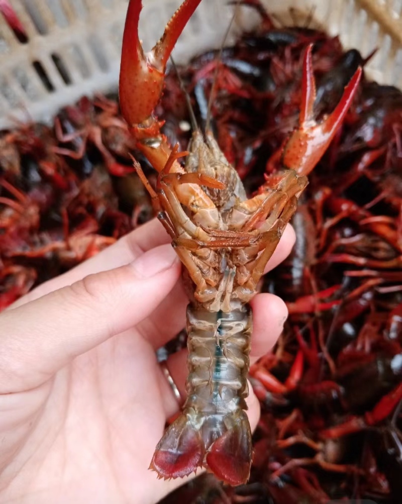 鲜活小龙虾批发潜江洪湖产地直供货源全国包邮死虾包赔