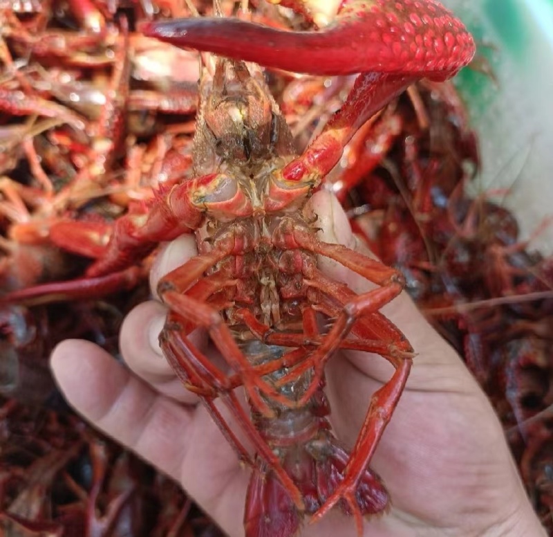 鲜活小龙虾批发潜江洪湖产地直供货源全国包邮死虾包赔