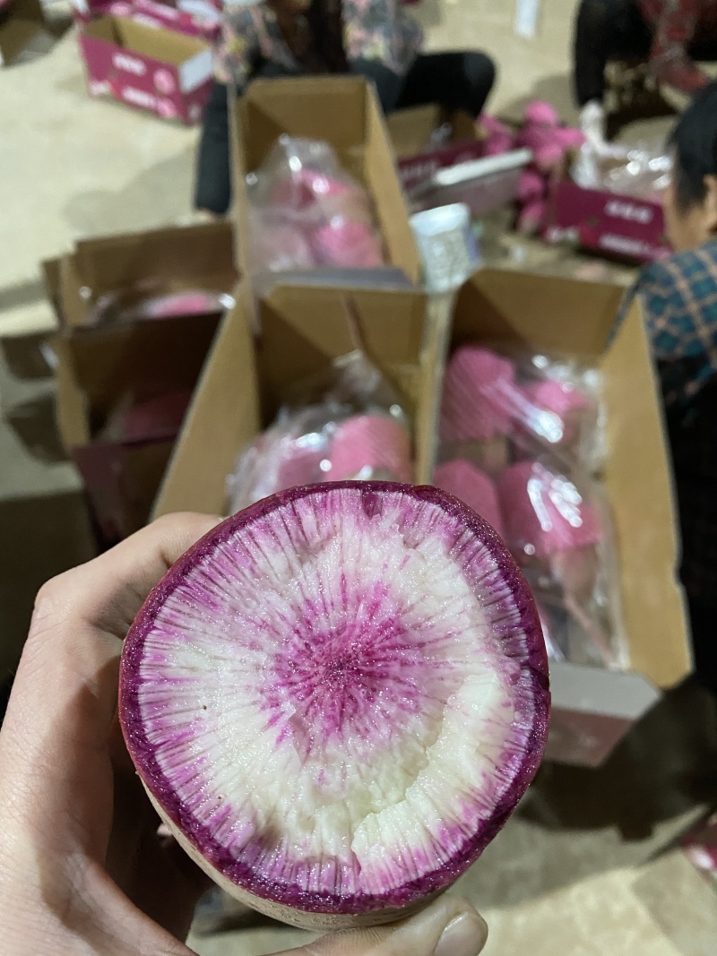 冰糖心萝卜河北萝卜冰糖心萝卜，对接电商市场平台