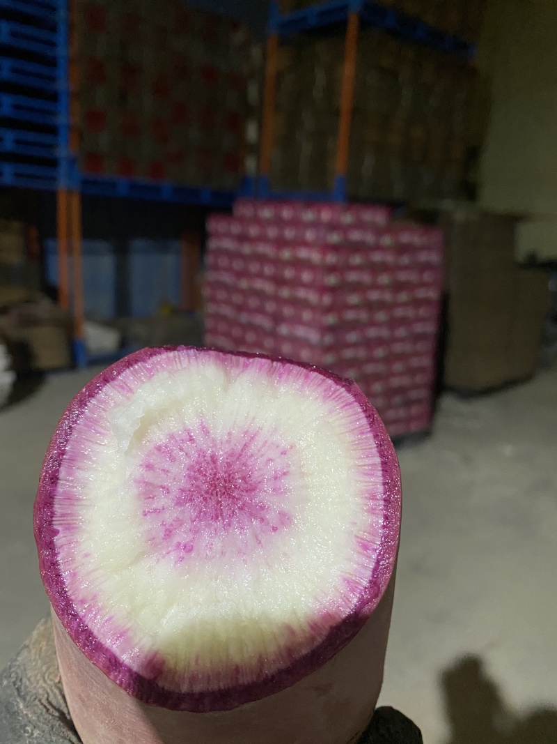 河北冰糖心萝卜大量上市口感脆甜保质保量诚信经营