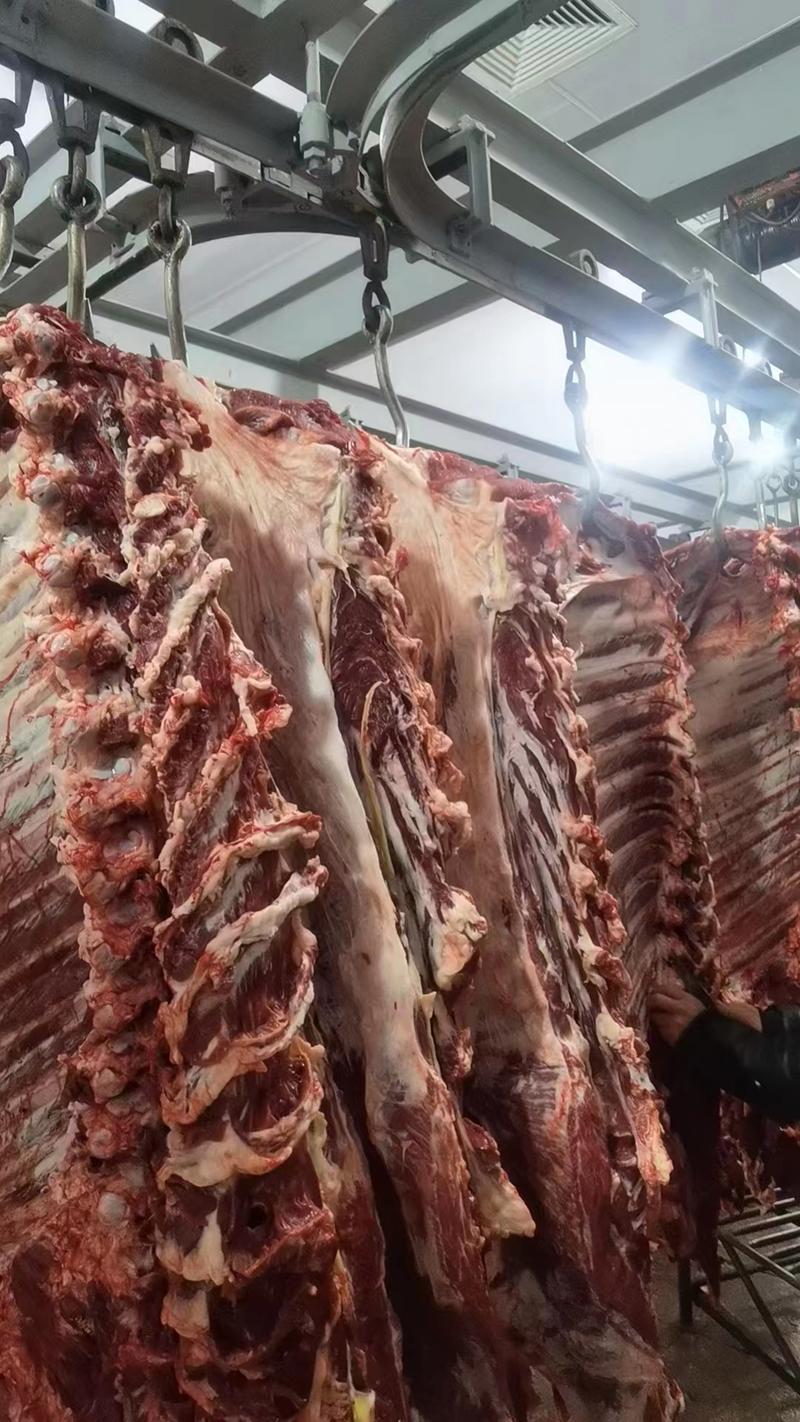 内蒙古牛腩粒质量保证诚信经营一手货源羊肉产地直发