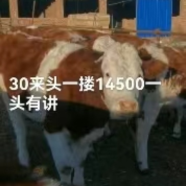 内蒙古活牛公牛母牛多规格养殖基地直发包活到家品质保证