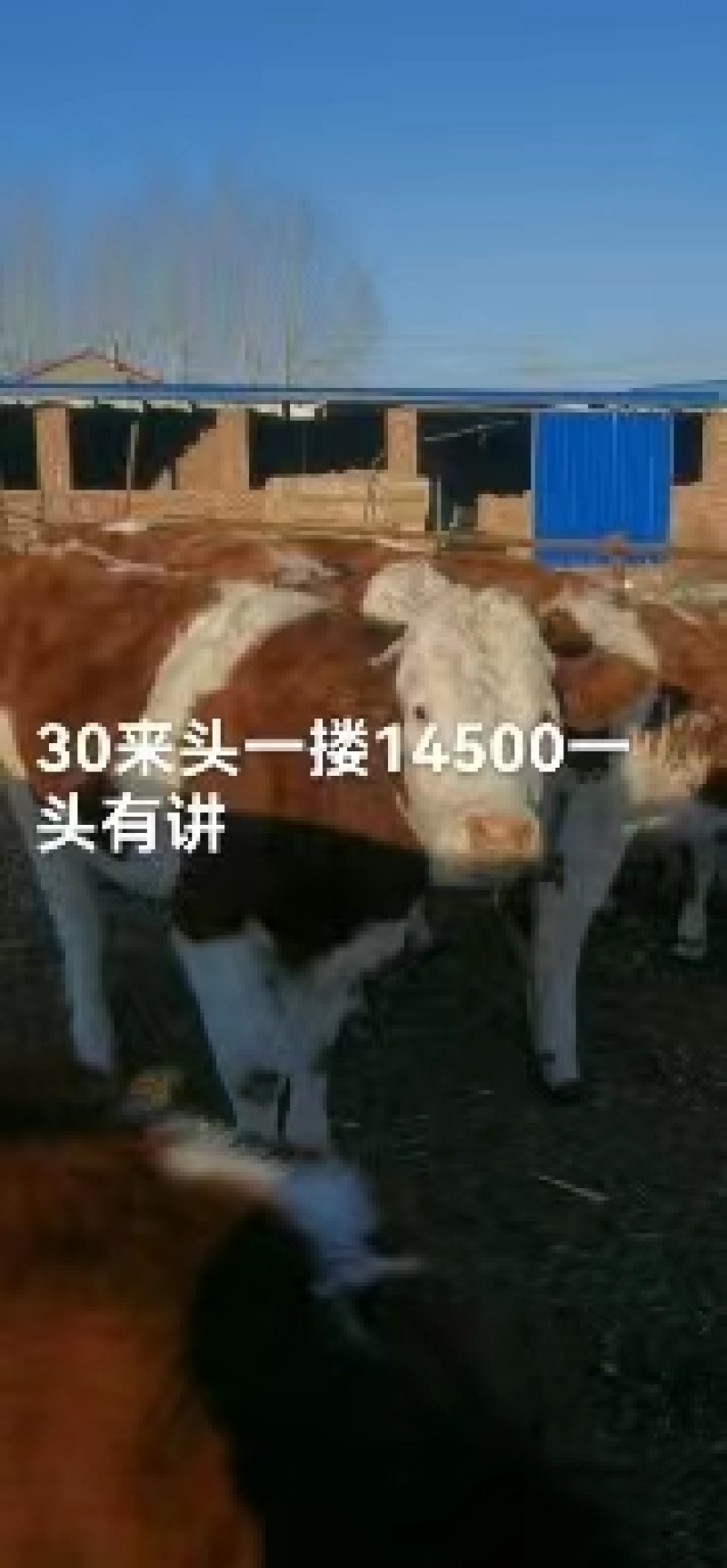 内蒙古活牛公牛母牛多规格养殖基地直发包活到家品质保证