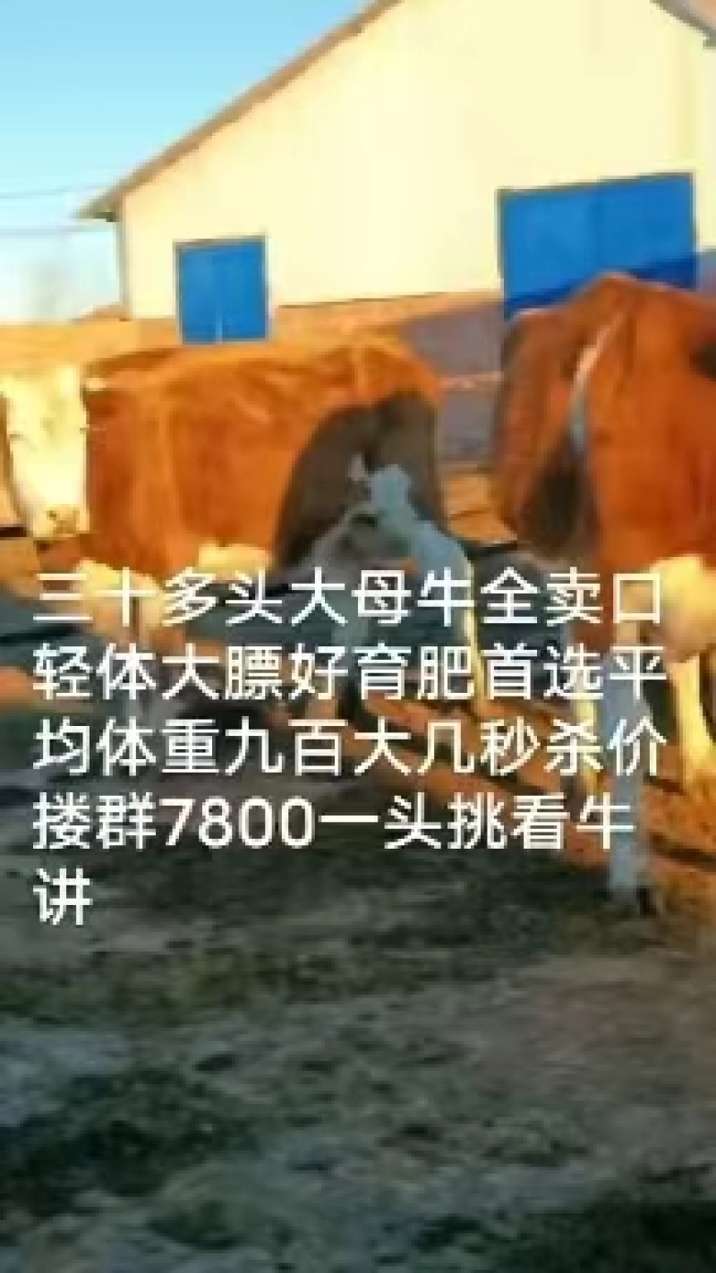 内蒙古活牛公牛母牛多规格养殖基地直发包活到家品质保证