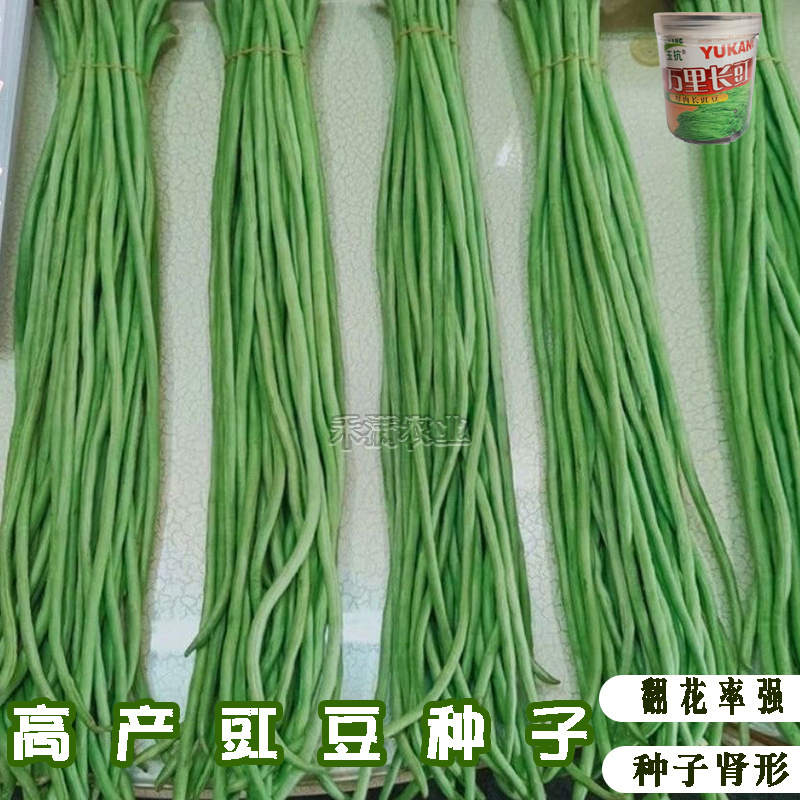 万里长豇豆角种子无筋高产豇豆四季早熟蔬菜种子抗虫抗病高产
