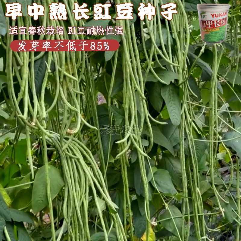 万里长豇豆角种子无筋高产豇豆四季早熟蔬菜种子抗虫抗病高产