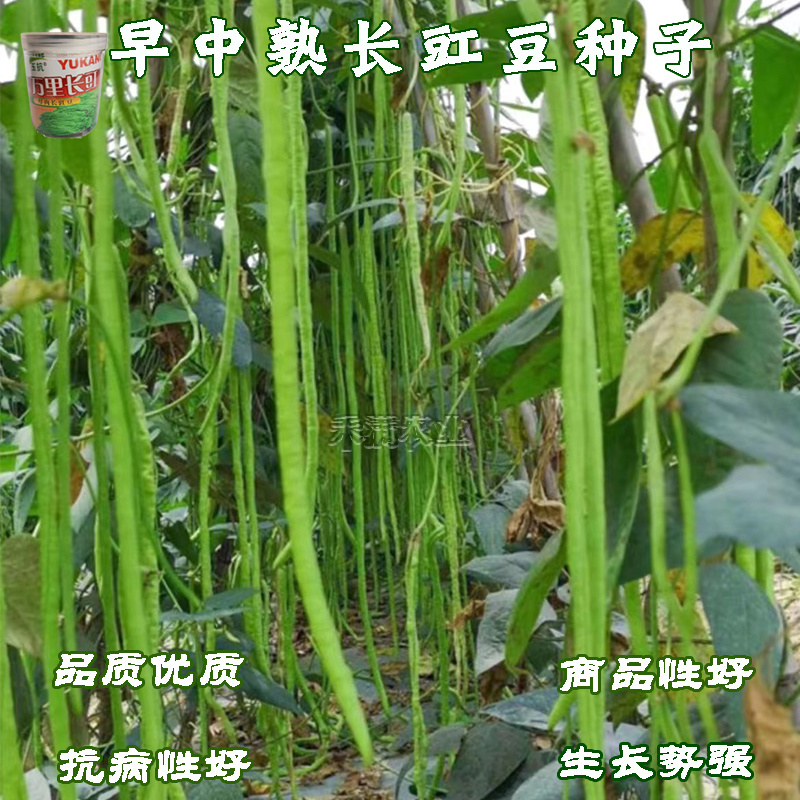 万里长豇豆角种子无筋高产豇豆四季早熟蔬菜种子抗虫抗病高产