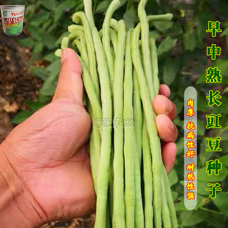 万里长豇豆角种子无筋高产豇豆四季早熟蔬菜种子抗虫抗病高产