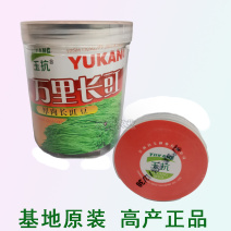 万里长豇豆角种子无筋高产豇豆四季早熟蔬菜种子抗虫抗病高产