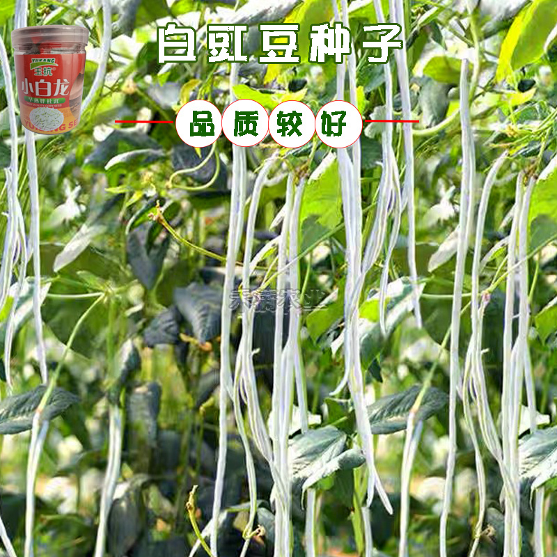 高产白豆角种子早熟爬藤小白龙豇豆种籽春秋二季豇豆种子