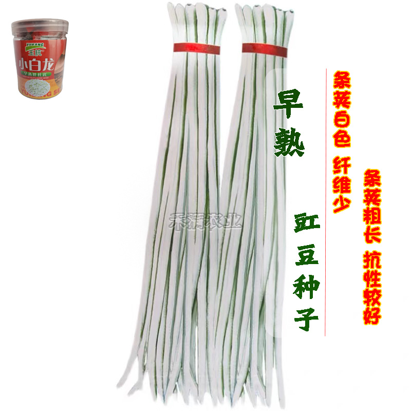 高产白豆角种子早熟爬藤小白龙豇豆种籽春秋二季豇豆种子