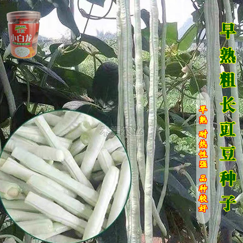 高产白豆角种子早熟爬藤小白龙豇豆种籽春秋二季豇豆种子