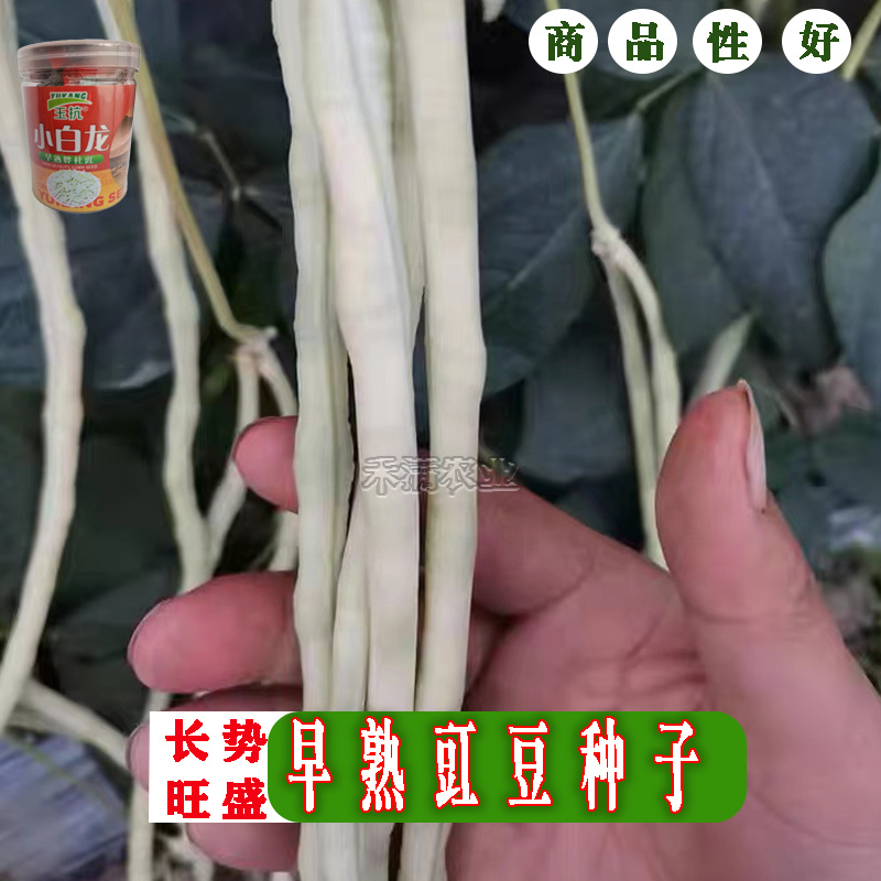 高产白豆角种子早熟爬藤小白龙豇豆种籽春秋二季豇豆种子