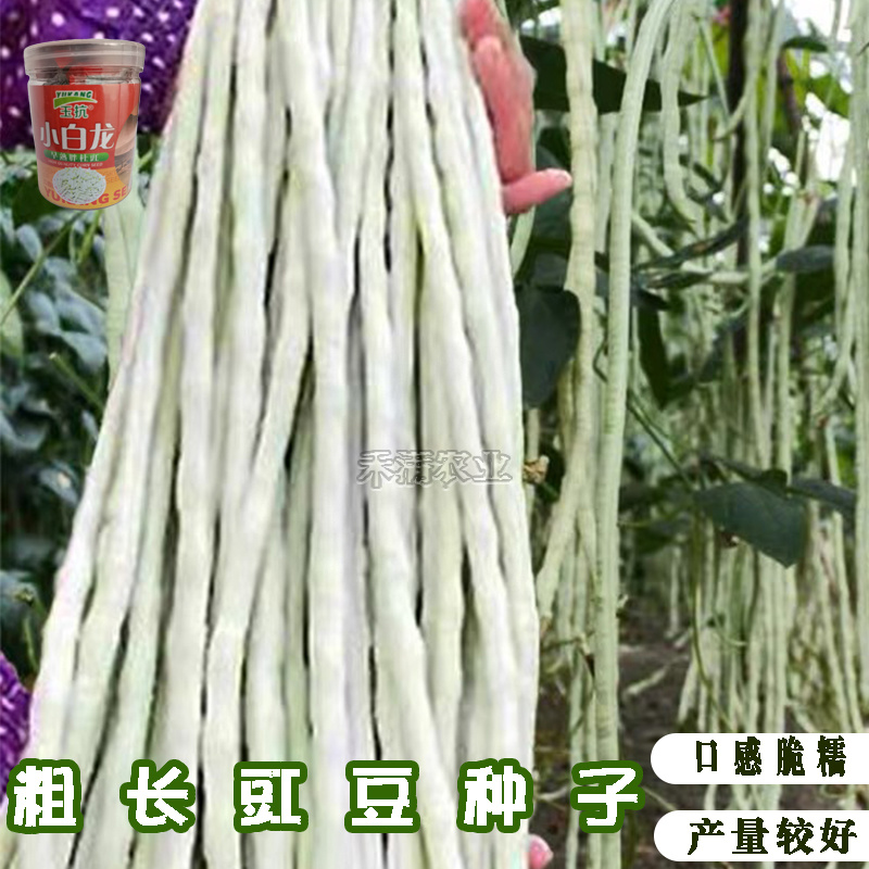 高产白豆角种子早熟爬藤小白龙豇豆种籽春秋二季豇豆种子