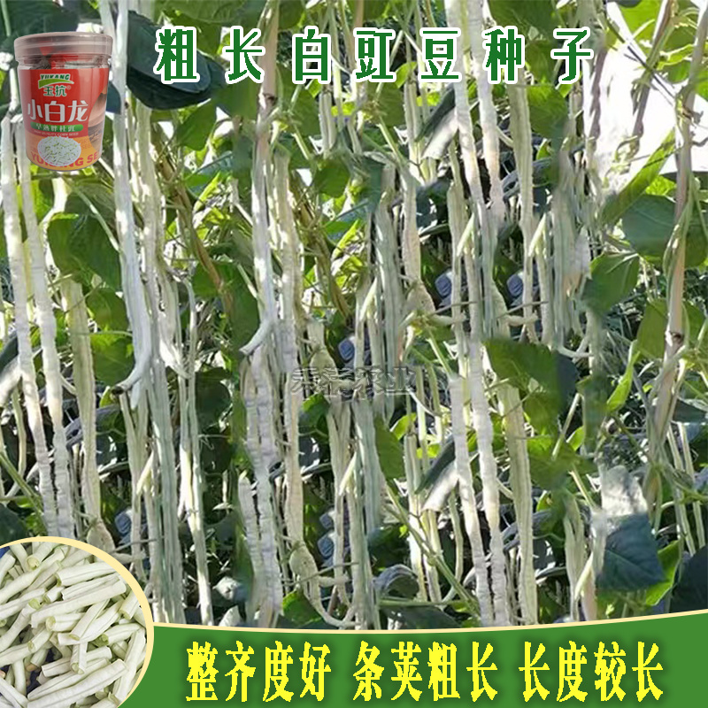 高产白豆角种子早熟爬藤小白龙豇豆种籽春秋二季豇豆种子