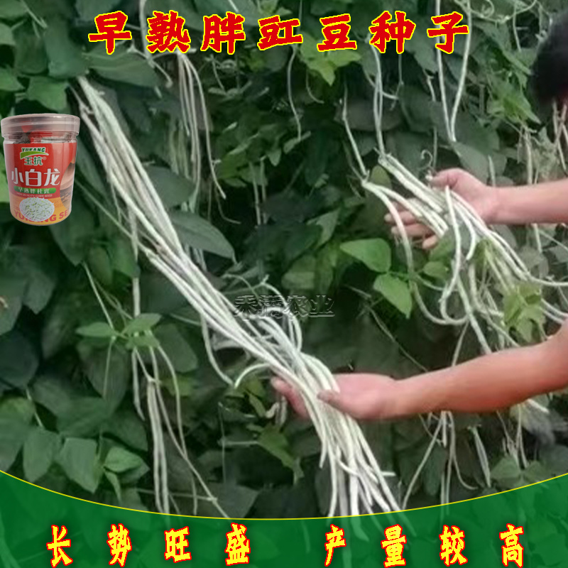 高产白豆角种子早熟爬藤小白龙豇豆种籽春秋二季豇豆种子