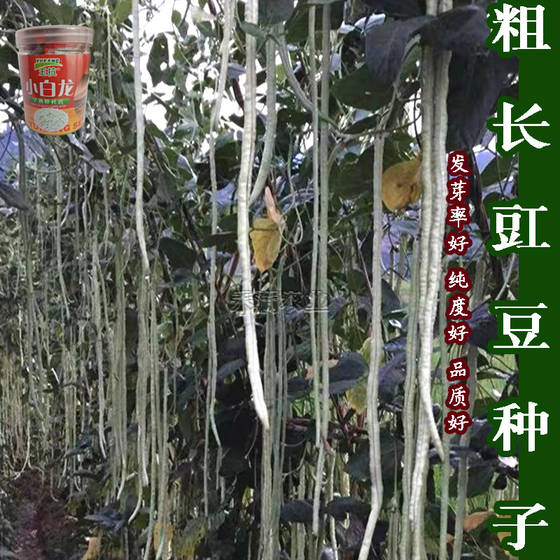 高产白豆角种子早熟爬藤小白龙豇豆种籽春秋二季豇豆种子
