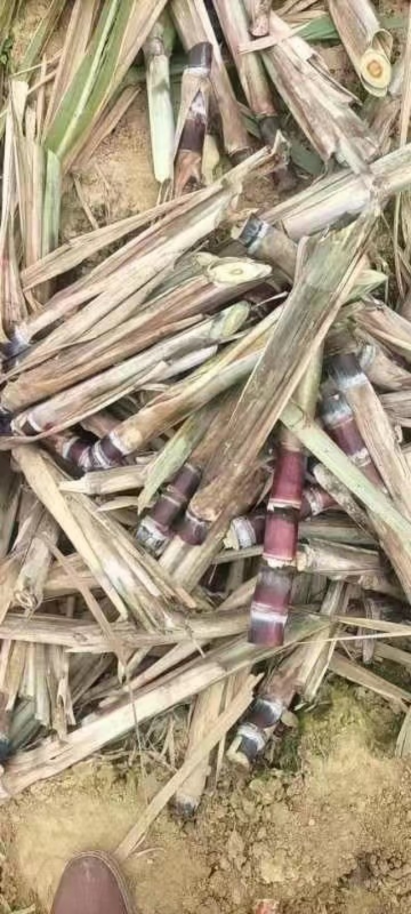 广西玉林甘蔗芽甘蔗苗黑皮甘蔗苗黄皮甘蔗苗成活高欢迎咨询
