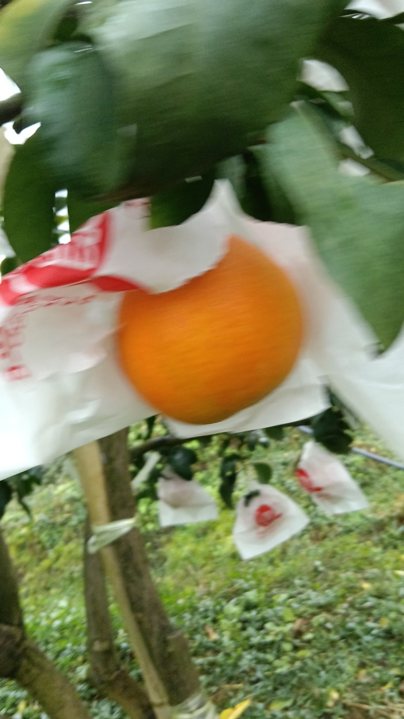 重庆爱媛38号皮薄多汁现摘现发品质保证量大优惠欢迎咨询