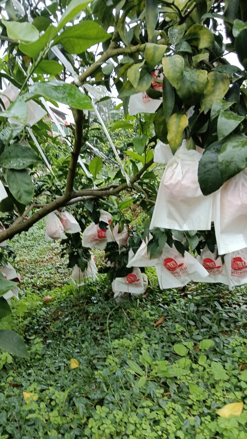 重庆爱媛38号皮薄多汁现摘现发品质保证量大优惠欢迎咨询