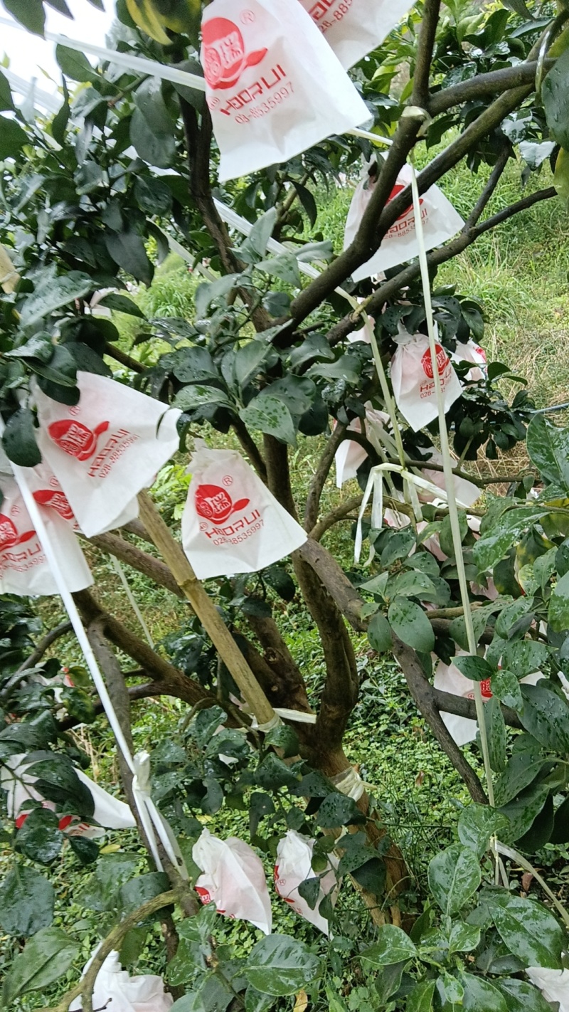 重庆爱媛38号皮薄多汁现摘现发品质保证量大优惠欢迎咨询