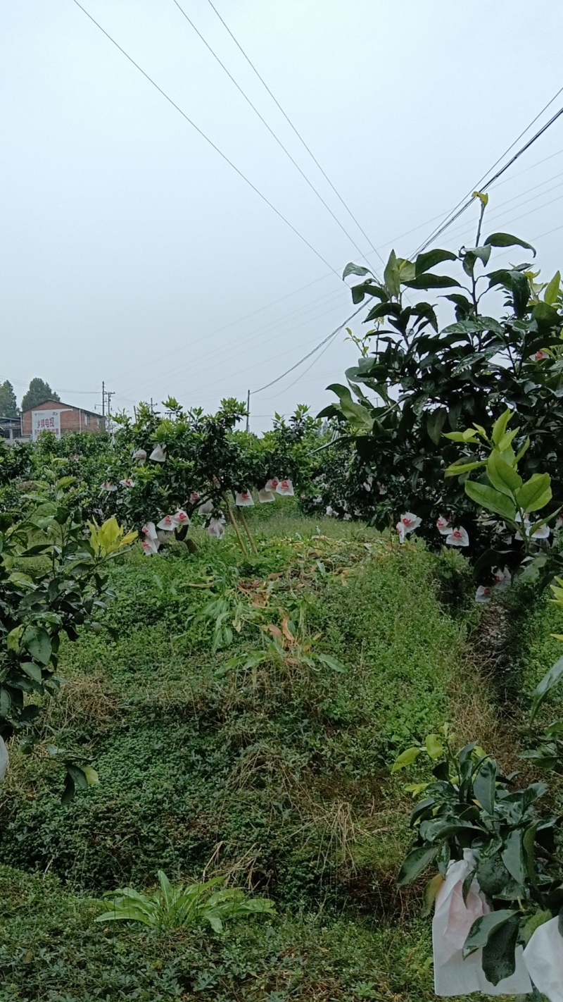 重庆爱媛38号皮薄多汁现摘现发品质保证量大优惠欢迎咨询