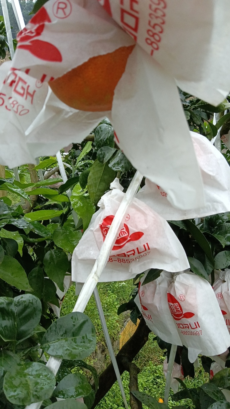 重庆爱媛38号皮薄多汁现摘现发品质保证量大优惠欢迎咨询