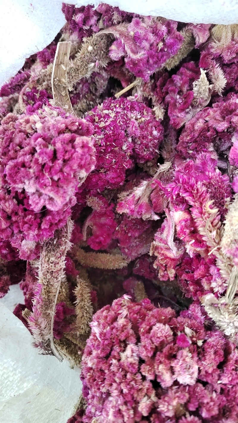 徐州精品鸡冠花，产地直发，保质保量，欢迎老板选购