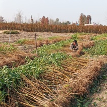 安徽桃树苗质量保证产地直发死苗补发签订合同电联直发