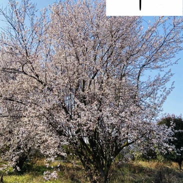 成都红叶李苗木基地直销5-20公分现货精品紫叶李供应