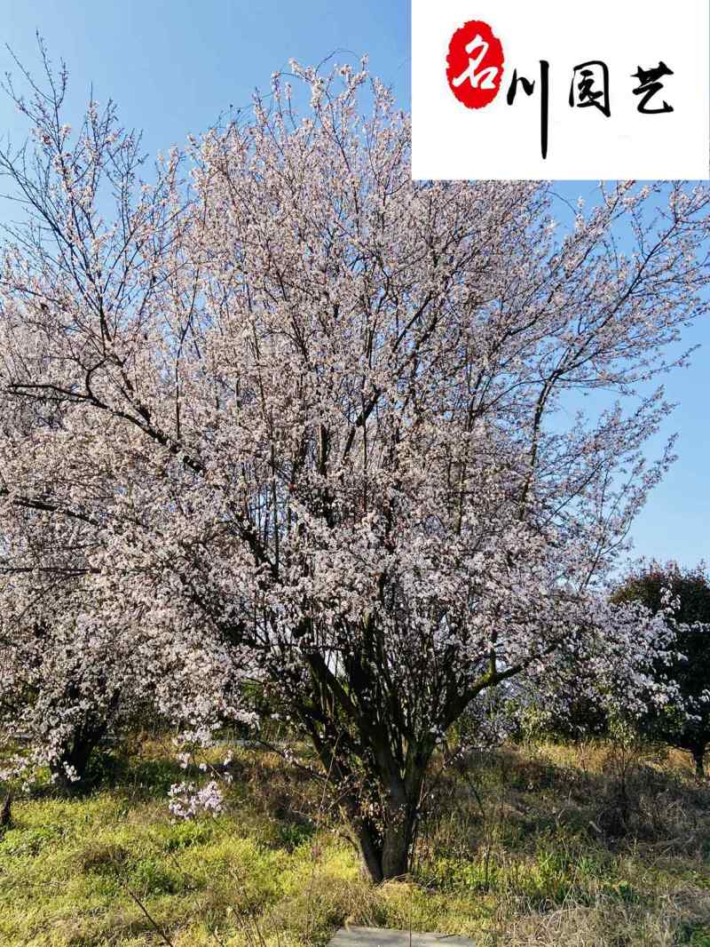 成都红叶李苗木基地直销5-20公分现货精品紫叶李供应
