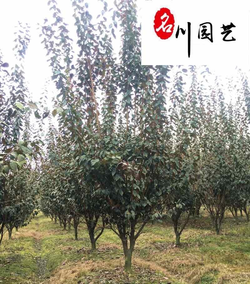 成都红叶李苗木基地直销5-20公分现货精品紫叶李供应