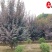 成都红叶李苗木基地直销5-20公分现货精品紫叶李供应