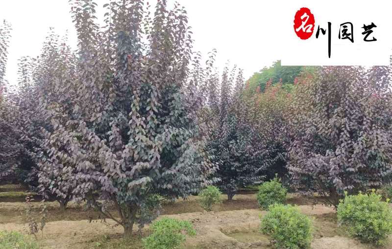 成都红叶李苗木基地直销5-20公分现货精品紫叶李供应