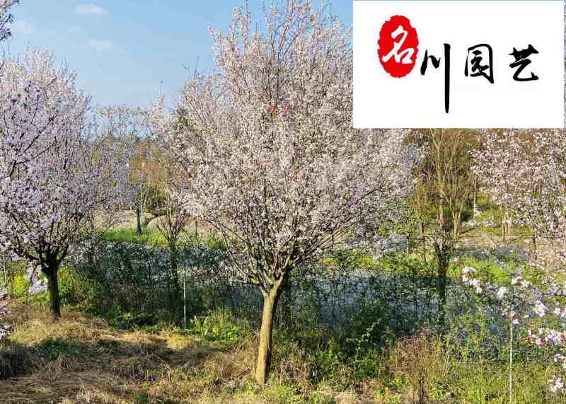 成都红叶李苗木基地直销5-20公分现货精品紫叶李供应