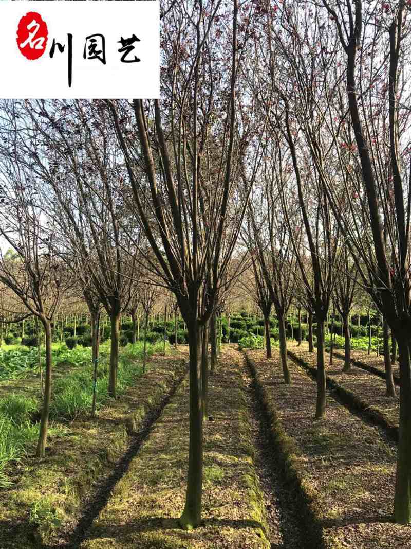 成都红叶李苗木基地直销5-20公分现货精品紫叶李供应