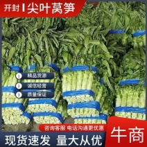 【推荐】尖叶莴笋现货大量供应产地一手货源诚信代办