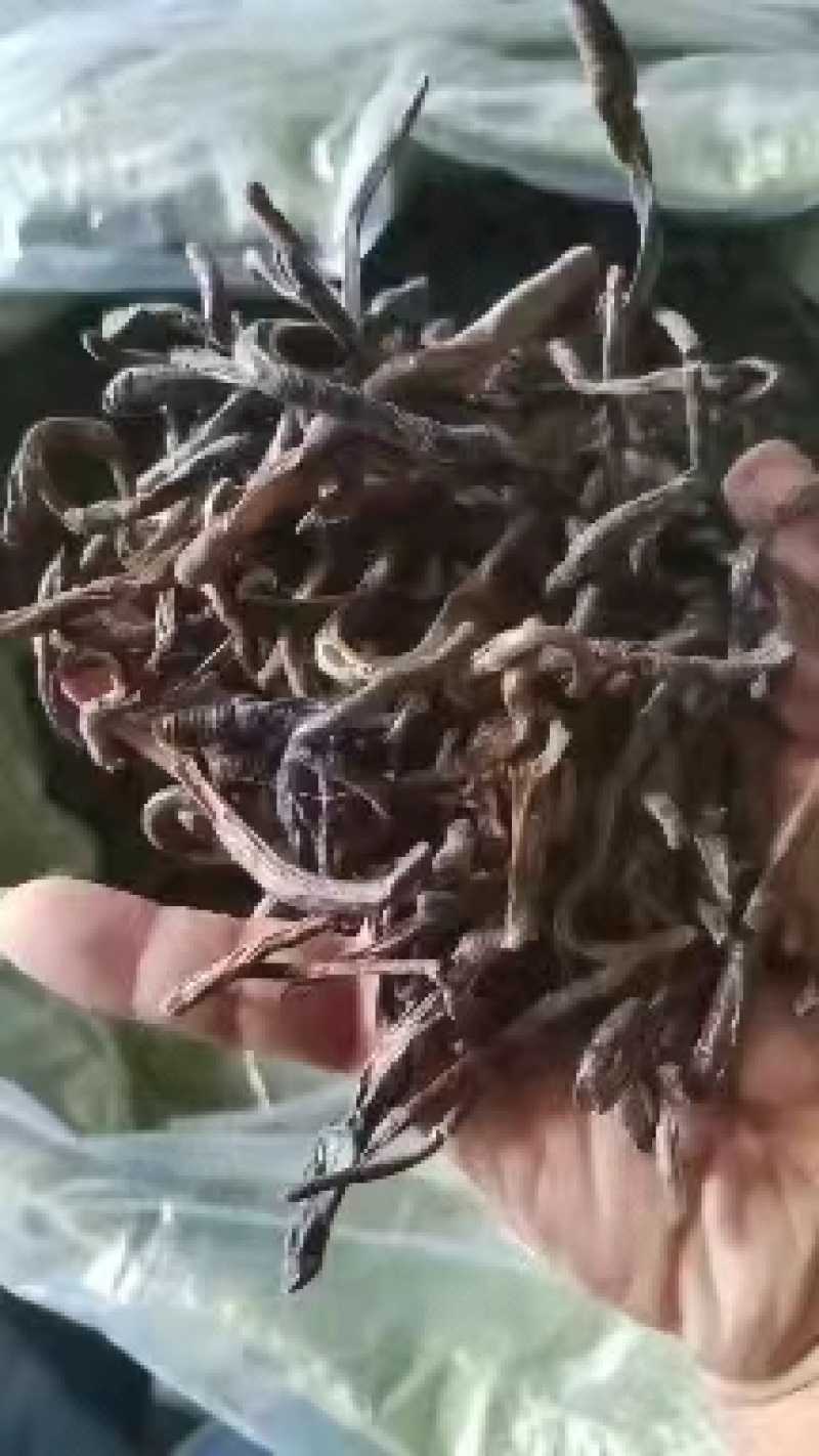 徐州精品地龙，产地直发，保质保量，欢迎老板选购