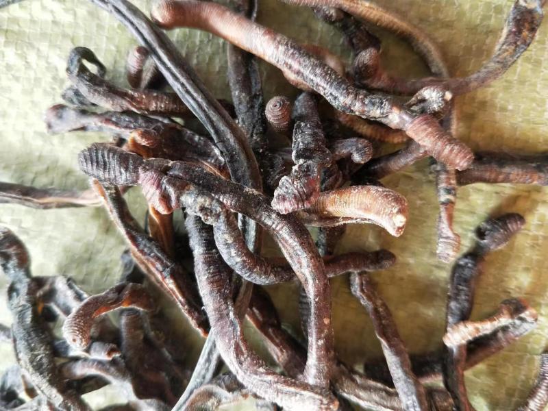 徐州精品地龙，产地直发，保质保量，欢迎老板选购