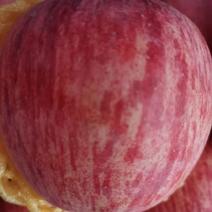 陕西澄城红富士苹果脆甜可口大量上市产地直供一手货源电联