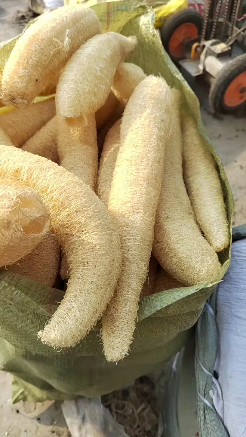 徐州精品丝瓜烙，产地直发，保质保量，欢迎老板选购