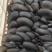 新鲜小黑平菇大量供应品质保证欢迎咨询