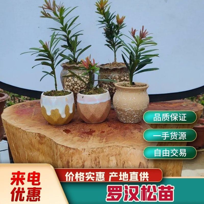 生产各种罗汉松苗产地现货欢迎各位老板来采购量大更优惠哦