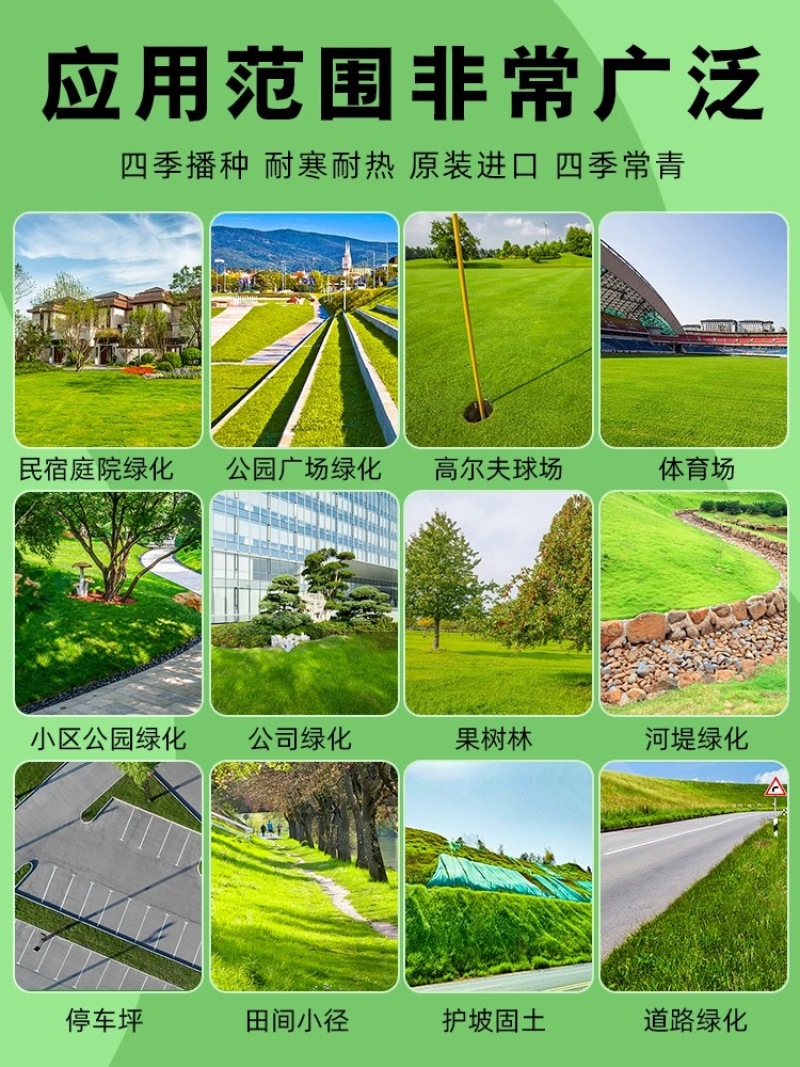 精品【推荐】台湾草混播草坪基地一手货源库存充足全国可发