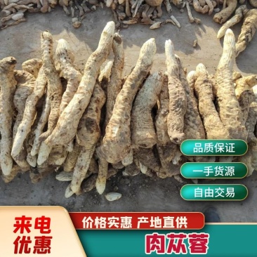 【精品推荐】新疆肉苁蓉纹理清晰产地直发品质保证量大优惠